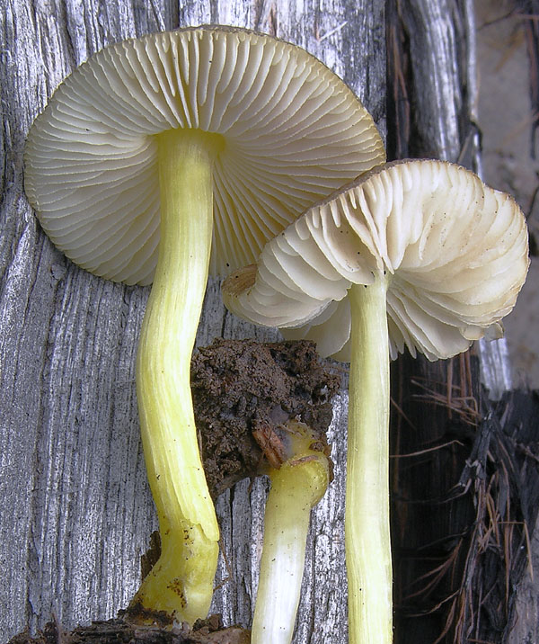 Pluteus romellii
